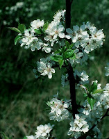 Prunus / Pruniers sauvages