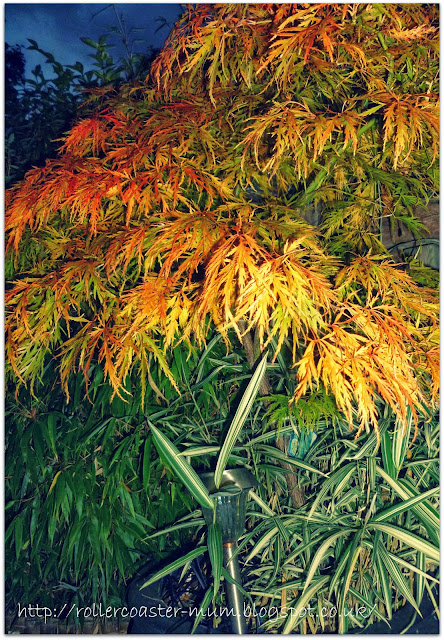 nightime autumn colour on Japanese Acer