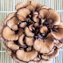 Maitake as an Adjunct to Chemotherapy | Maitake mushrooms | Biobritte mushrooms