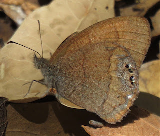 Cyllopsis pyracmon, Nabokov's Satyr