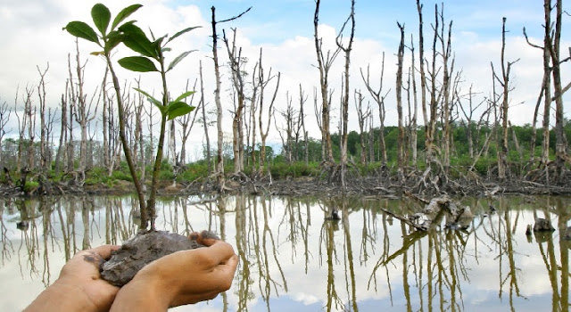 Melestarikan Lingkungan Dengan Menanam Kembali Hutan Mangrove