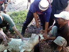 Musafir ilahi::: Sembelihan Menurut Syarak