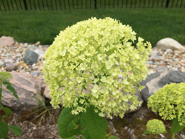 Hydrangea arborescens 'Annabelle'