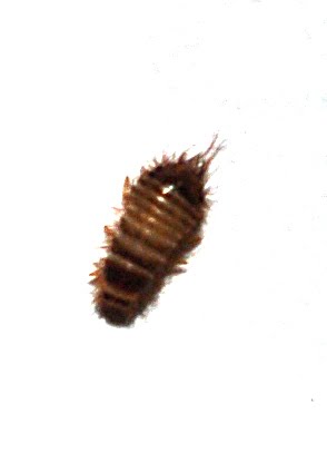 common carpet beetle. Return of the Carpet Beetle