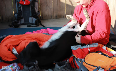 Weltering border collie 