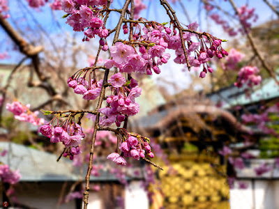 Shidare-zakura (weeping cherry) flowers: Kencho-ji