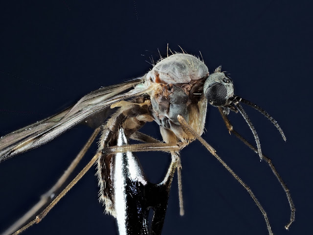 Extreme Makroaufnahme einer Mücke mit 60/2.8, Raynox und Zwischenringen