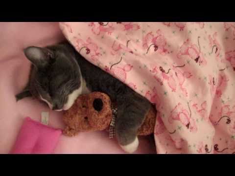 Women gives cat a teddy bear to snuggle with, but when he opens his paws out, she starts recording it