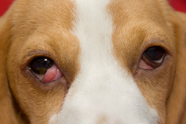 Soligental und Tiacil von Virbac - Augentropfen für Hund und Katze