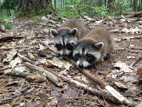 funny animals of the week, two baby raccoons