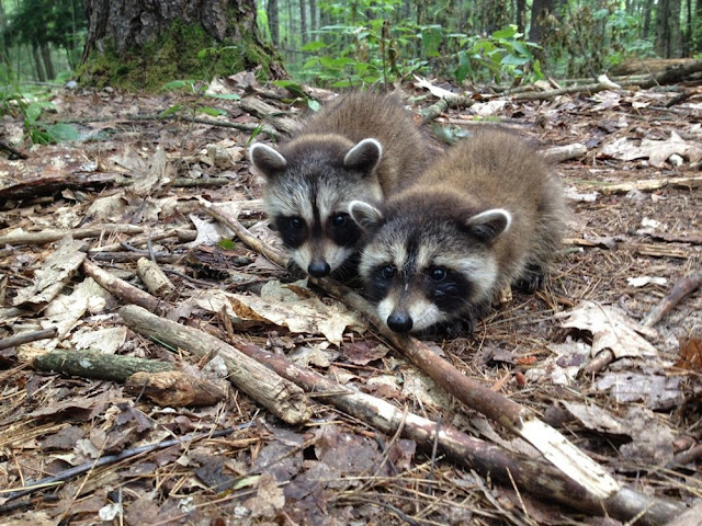 funny animals of the week, two baby raccoons