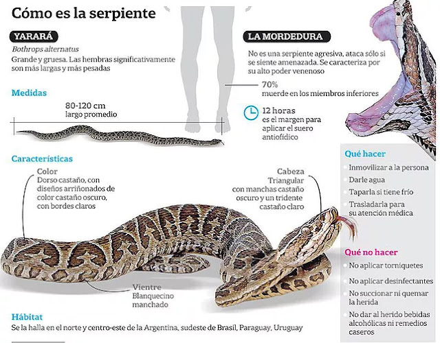 Cómo actuar en caso de un ataque de una serpiente yarará?