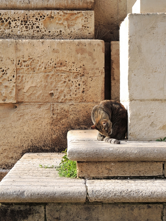 Malta: nog een laatste keer : katten!