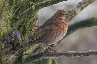 DFBridgeman Blackbird