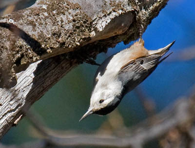 Photo of White-breasted Nuthatch