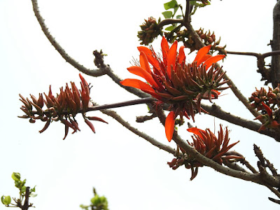 刺桐的花序