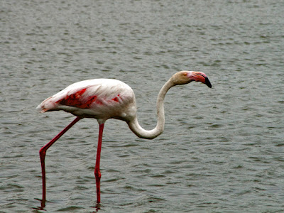 Parc Ornithologique du Pont De Gau. Орнитологический парк. Камарг.