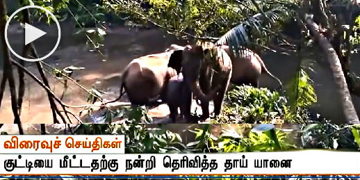 தனது குட்டியை மீட்க உதவியவர்களுக்கு தும்பிக்கையை தூக்கி நன்றி கூறி சென்ற காட்டு யானை - வைரல் வீடியோ