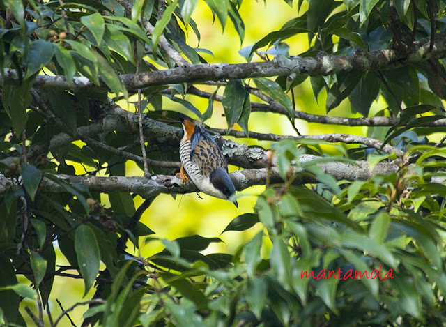 Cutia (Cutia nipalensis)