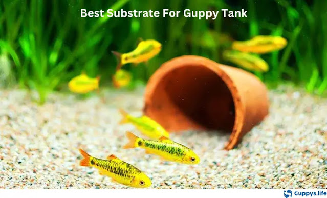 Best Substrate For Guppy Tank