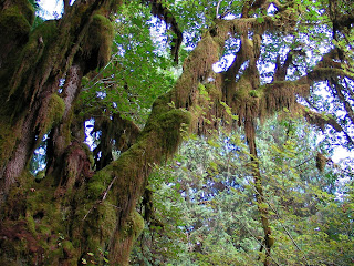 Hoh Rainforest