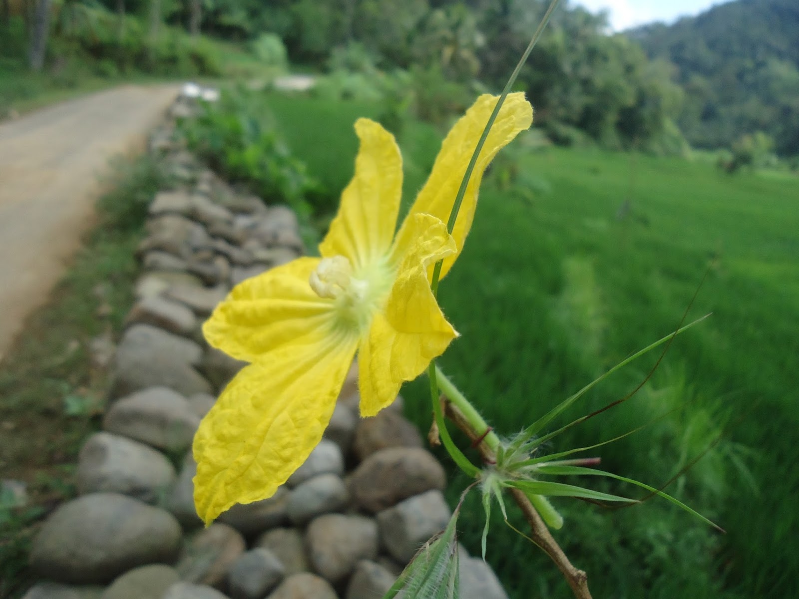 Wallpaper Bunga Labu Kuning di Bukit Menoreh Rumah Daun Muda