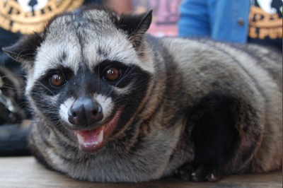 Gambar Musang Pandan