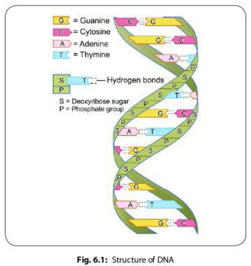 Bacterial DNA structure-Watson and Crick model