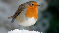 Robin bird pictures_Turdus migratorius