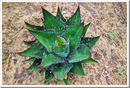 140625_Agave-montana_001