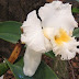 Cattleya Orchid