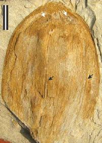 early Eocene, Fossil, 55 million year old, fruit fossil, Cocos Sahnii 