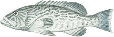 Gag (Mycteroperca microlepis)