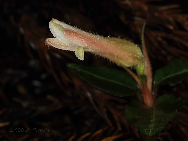 Goodyera biflora