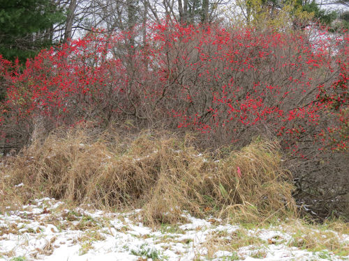 winterberry