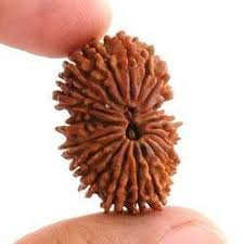 Authentic 21 Mukhi Rudraksha to buy in India