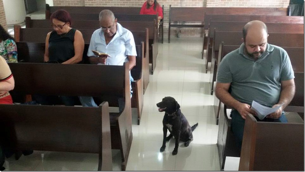 cachorra-culto