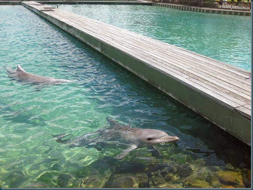 2013_12_01-Sea_World-058