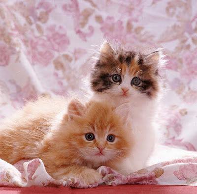 cute-kittens-with-fringed-cover