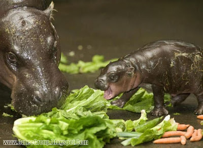 Baby Pygmy Hippo