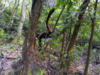 Intersting shape on the trail