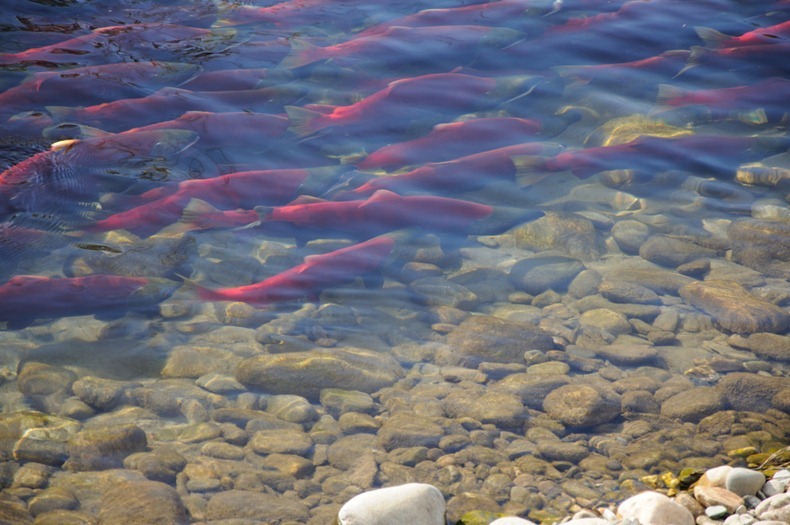 adams-river-salmon-run-22