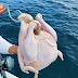 Ψάρεμα: Δόλωσαν κοτόπουλο και το έριξαν στη θάλασσα! (vid)