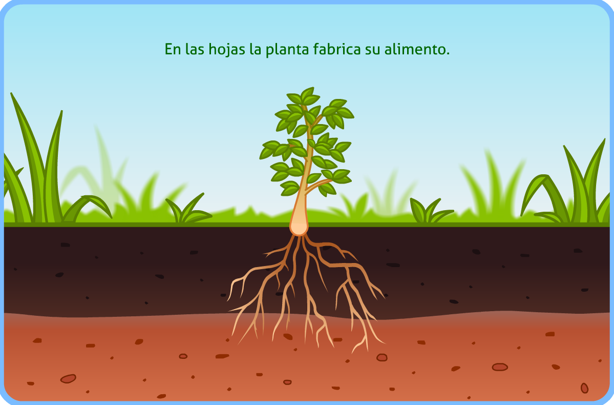 http://www.primerodecarlos.com/TERCERO_PRIMARIA/noviembre/Unidad4/actividades/cono/las_plantas/cono3001.swf