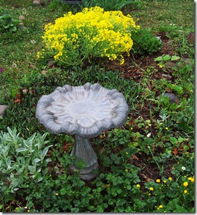 bird bath