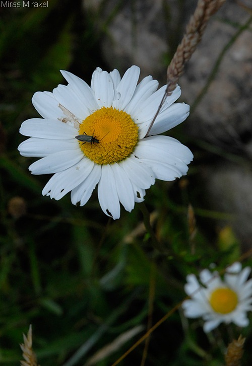 _DSC0184f
