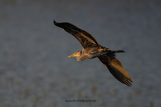 Wildlifefotografie Graureiher Lippeaue Olaf Kerber