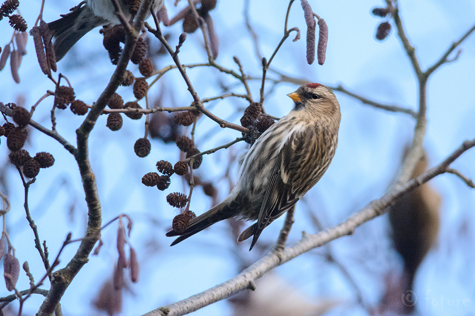 Urvalind, Acanthis flammea, Common Redpoll, Mealy, Carduelis