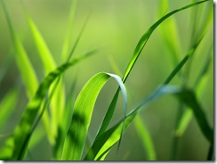 HD Vista Wallpapers (7)