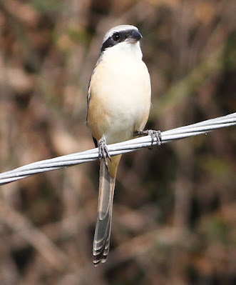 "Long-tailed Shrike - Lanius schach,Perched on a cable with a faded background."